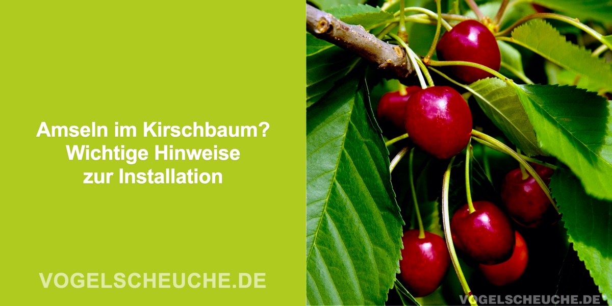 Amseln im Kirschbaum: Installation