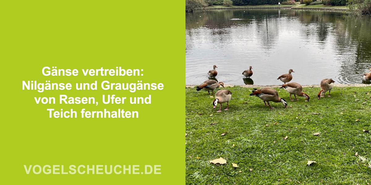 Gänse vertreiben: Nilgänse und Graugänse von Rasen, Ufer und Teich fernhalten