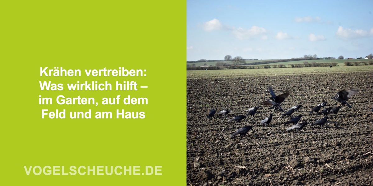 Krähen vertreiben Übersicht