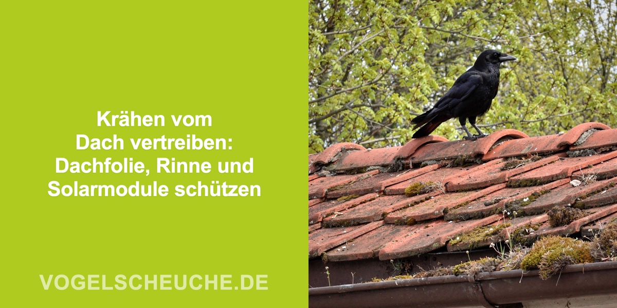 Krähen vom Dach vertreiben: Dachfolie, Rinne und Solarmodule schützen