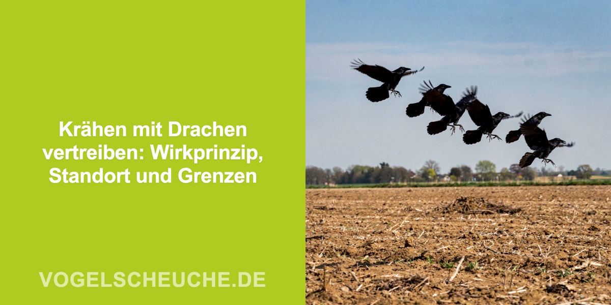 Krähen mit Drachen vertreiben: Wirkprinzip, Standort und Grenzen