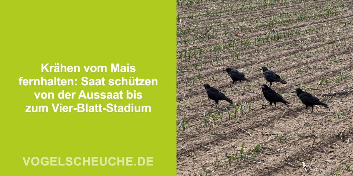 Krähen vom Mais fernhalten: Saat schützen von der Aussaat bis zum Vier-Blatt-Stadium