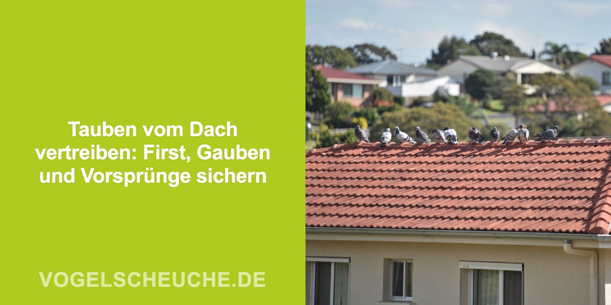 Tauben vom Dach vertreiben: First, Gauben und Vorsprünge sichern