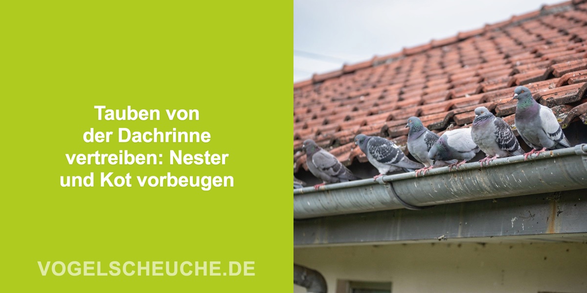 Tauben von der Dachrinne vertreiben: Nester und Kot vorbeugen