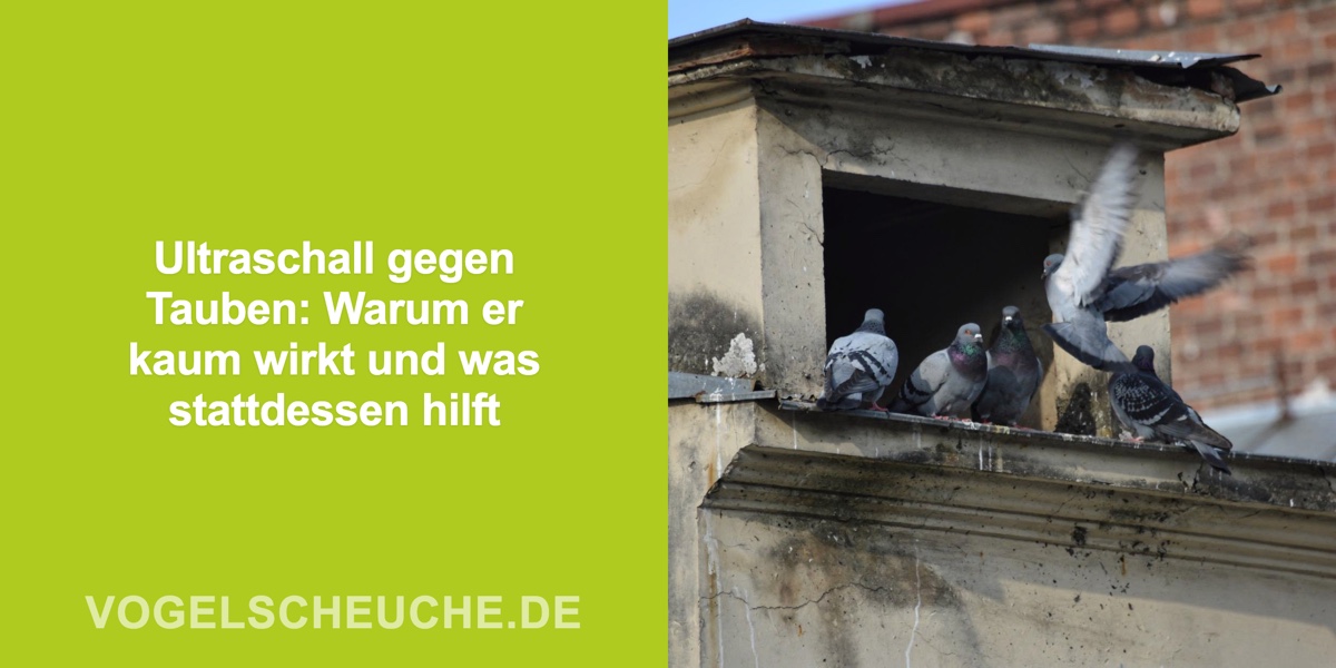 Ultraschall gegen Tauben: Warum er kaum wirkt und was stattdessen hilft