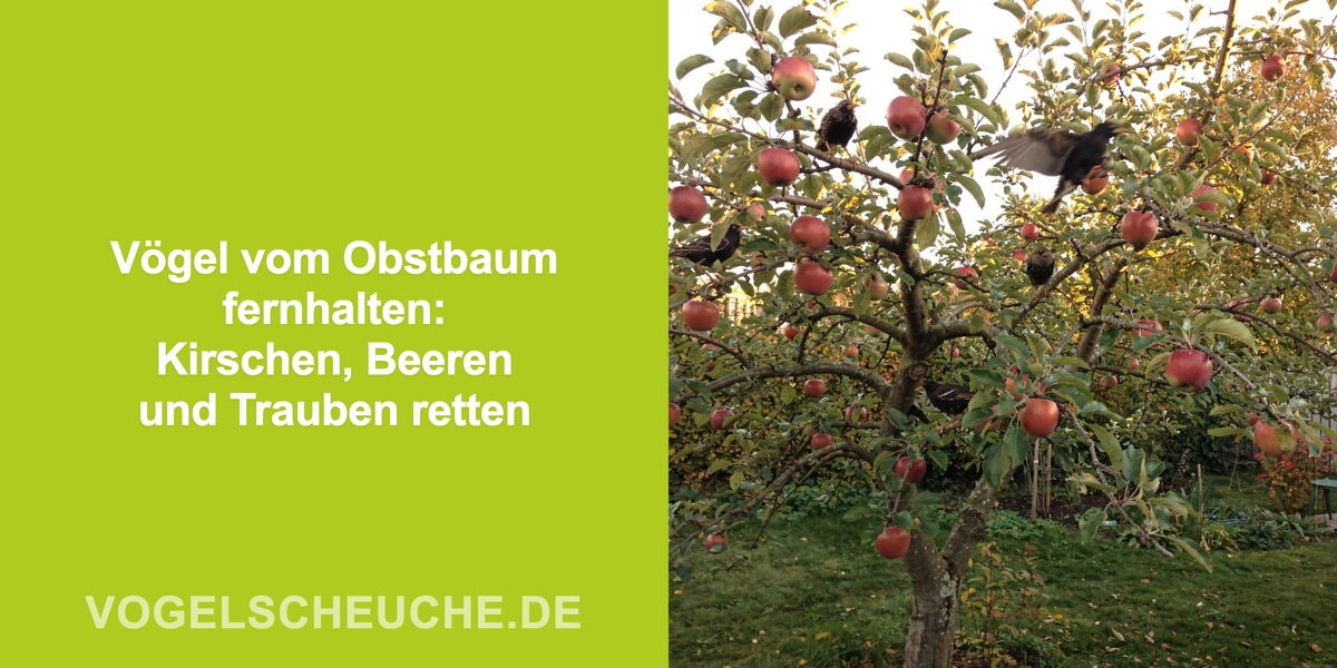 Vögel vertreiben Obstbaum